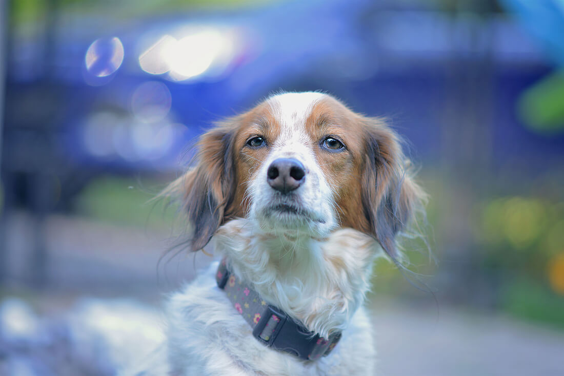 Animal_02