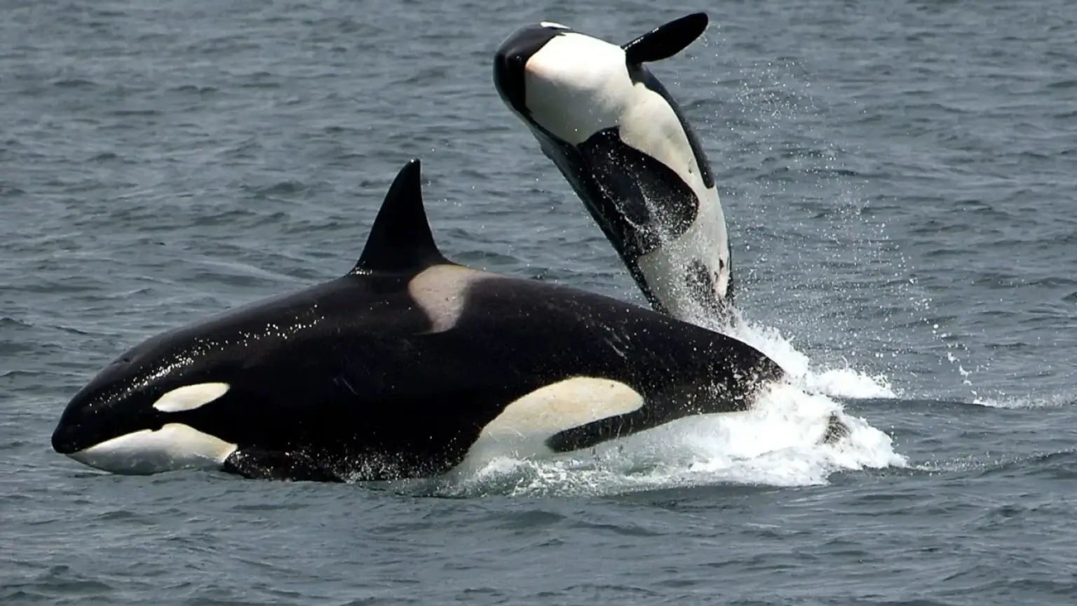 Animal_03