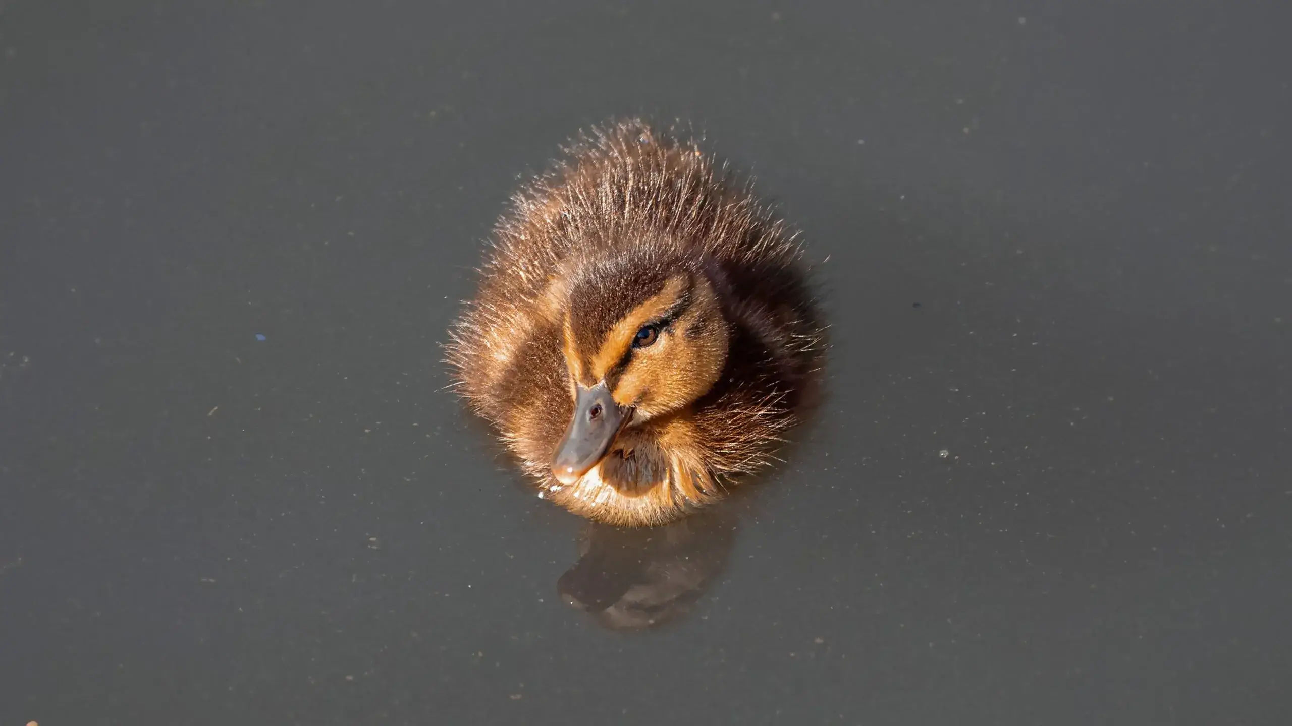 Animal_04