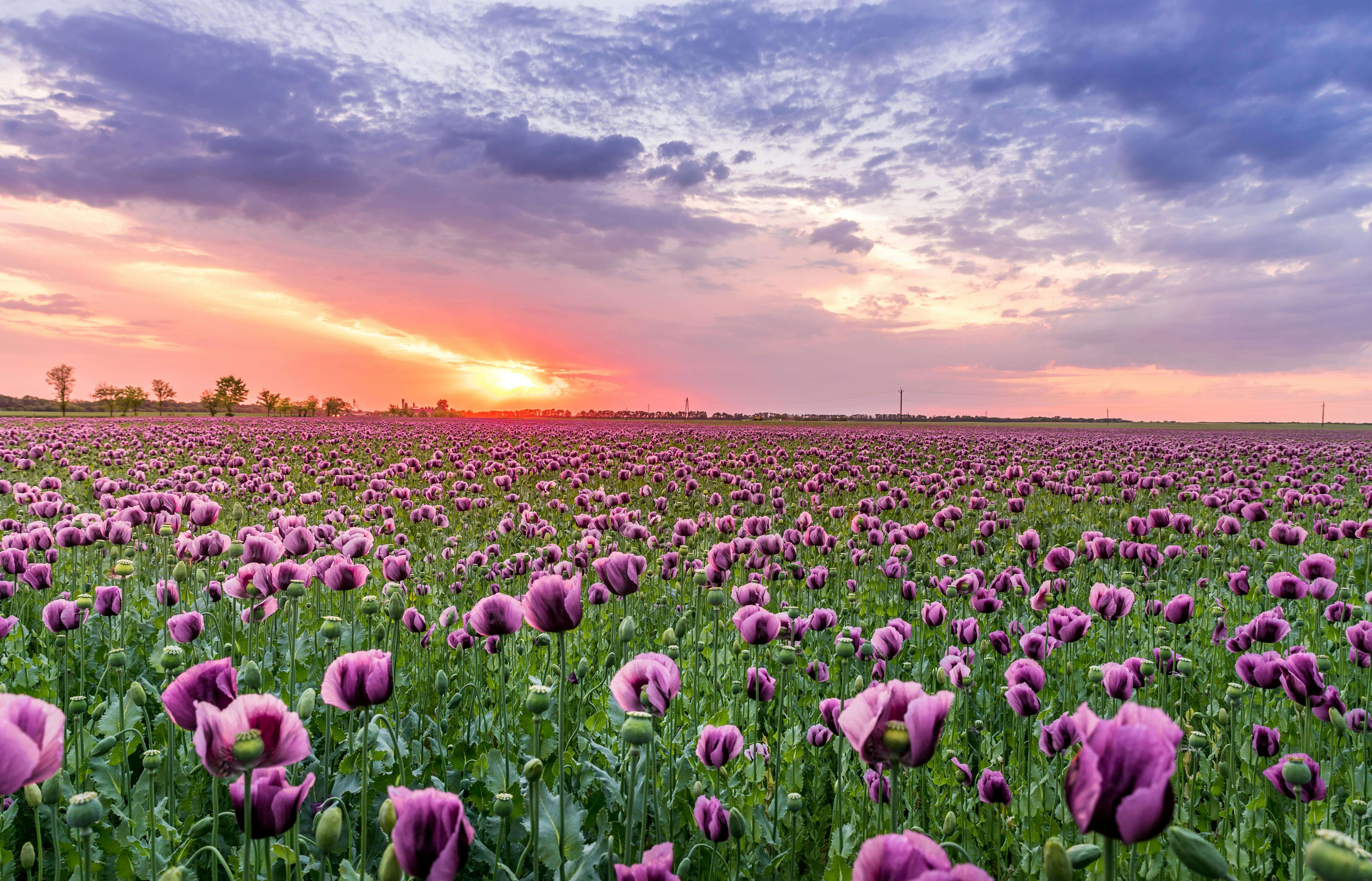 PicturesFromGarden_01