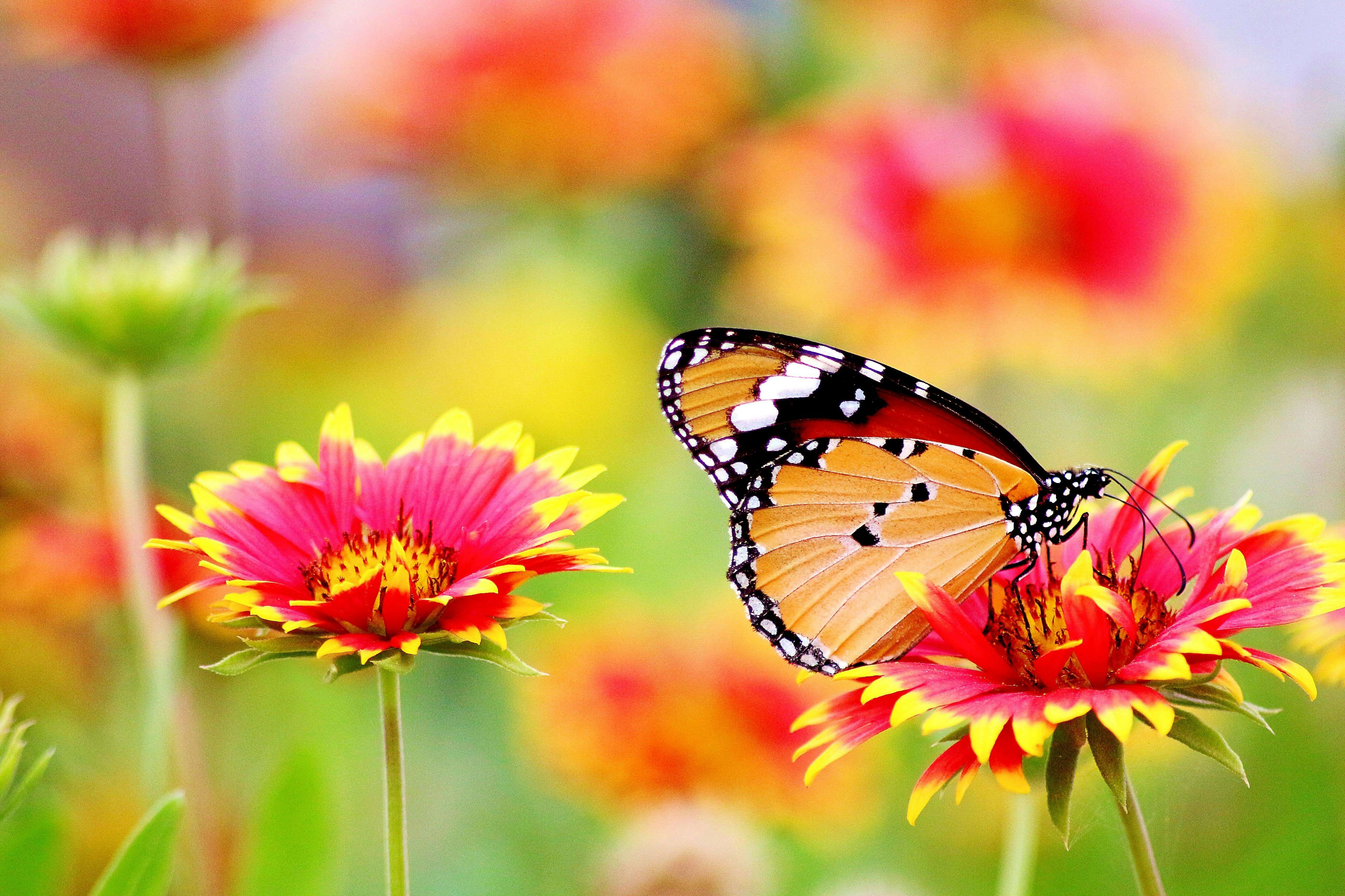 PicturesFromGarden_02